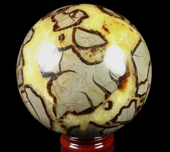 Polished Septarian Sphere ( lbs) - Madagascar #79329